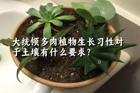 大统领多肉植物生长习性对于土壤有什么要求？	