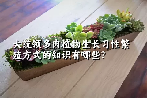 大统领多肉植物生长习性繁殖方式的知识有哪些？