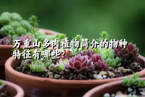 万重山多肉植物简介的物种特征有哪些？