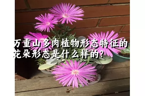 万重山多肉植物形态特征的花朵形态是什么样的？