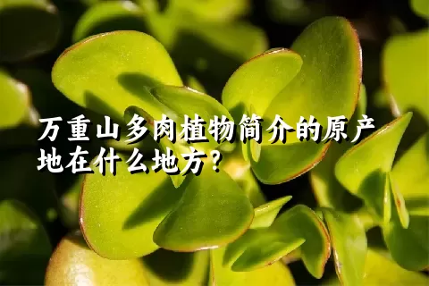 万重山多肉植物简介的原产地在什么地方？