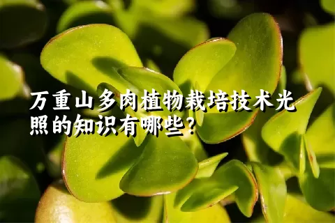 万重山多肉植物栽培技术光照的知识有哪些？ 