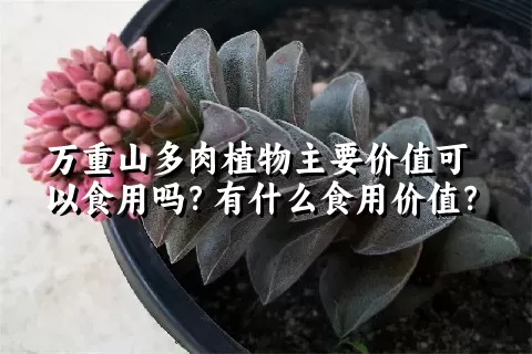 万重山多肉植物主要价值可以食用吗？有什么食用价值？