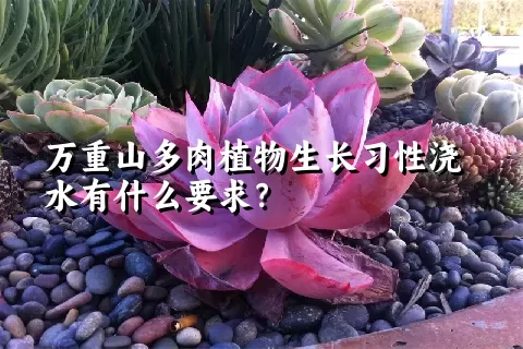 万重山多肉植物生长习性浇水有什么要求？	