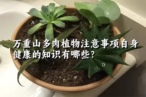 万重山多肉植物注意事项自身健康的知识有哪些？