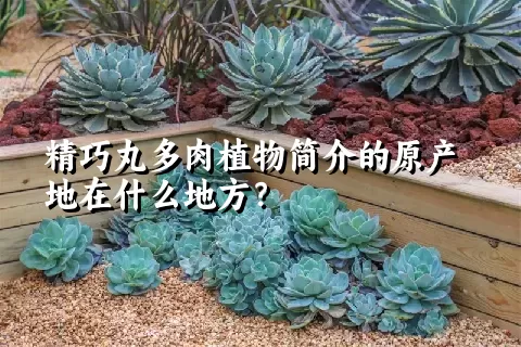 精巧丸多肉植物简介的原产地在什么地方？