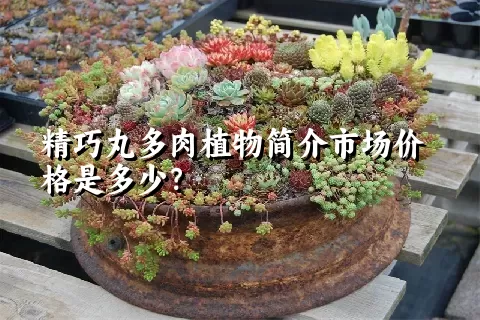 精巧丸多肉植物简介市场价格是多少？