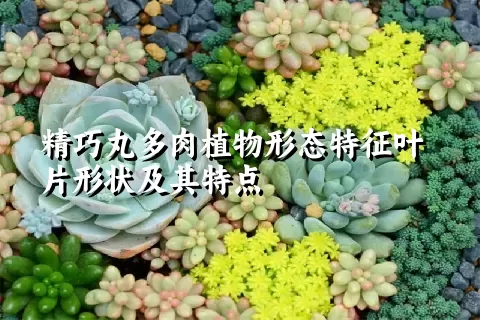 精巧丸多肉植物形态特征叶片形状及其特点