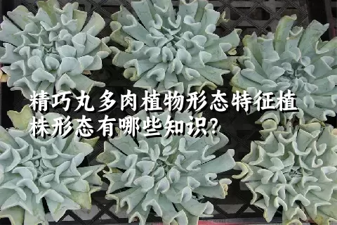 精巧丸多肉植物形态特征植株形态有哪些知识？