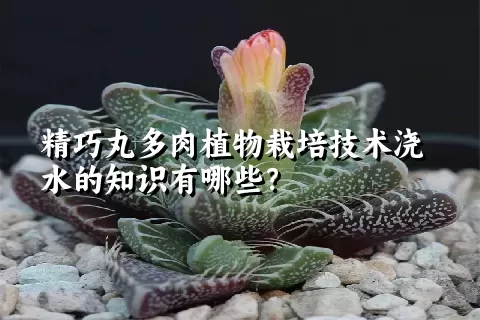 精巧丸多肉植物栽培技术浇水的知识有哪些？