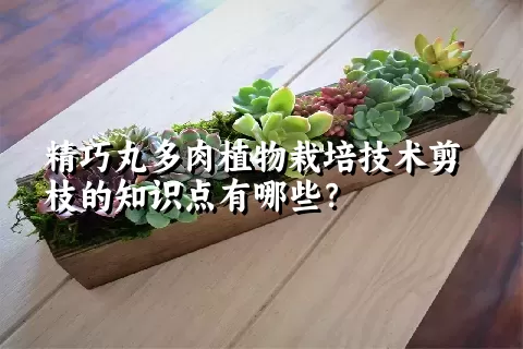 精巧丸多肉植物栽培技术剪枝的知识点有哪些？