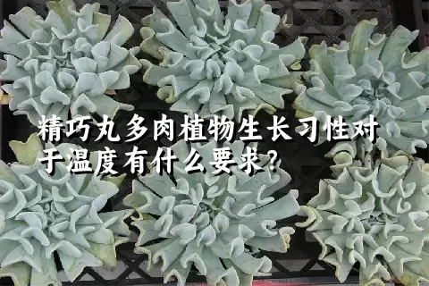 精巧丸多肉植物生长习性对于温度有什么要求？