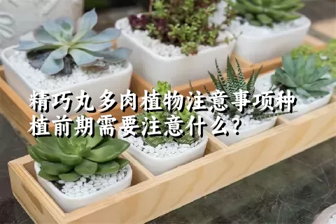 精巧丸多肉植物注意事项种植前期需要注意什么？ 