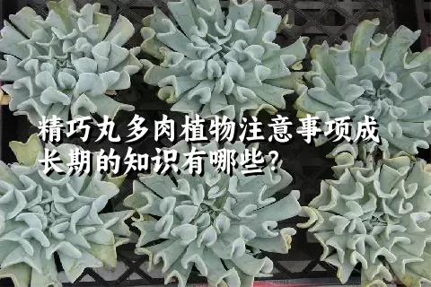 精巧丸多肉植物注意事项成长期的知识有哪些？ 