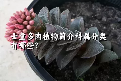 士童多肉植物简介科属分类有哪些？