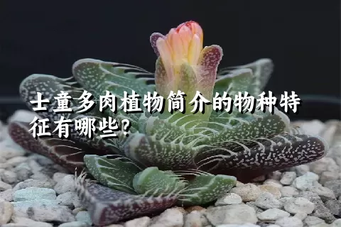 士童多肉植物简介的物种特征有哪些？