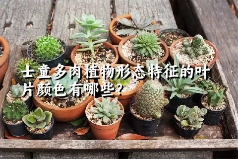 士童多肉植物形态特征的叶片颜色有哪些？