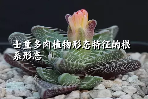 士童多肉植物形态特征的根系形态