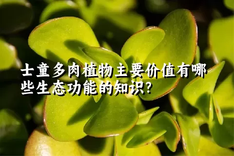 士童多肉植物主要价值有哪些生态功能的知识？