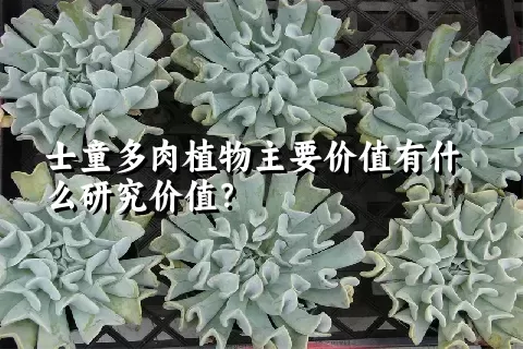 士童多肉植物主要价值有什么研究价值？