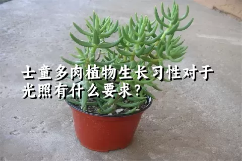 士童多肉植物生长习性对于光照有什么要求？