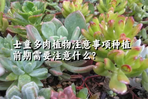 士童多肉植物注意事项种植前期需要注意什么？ 