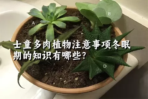 士童多肉植物注意事项冬眠期的知识有哪些？