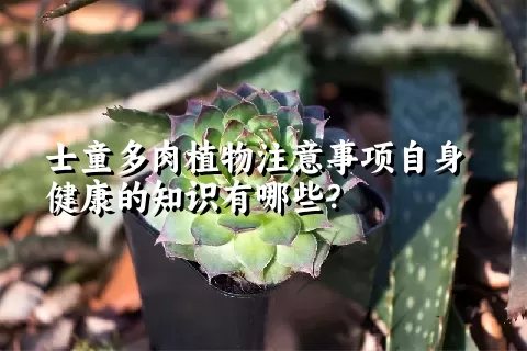 士童多肉植物注意事项自身健康的知识有哪些？