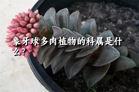 象牙球多肉植物的科属是什么？