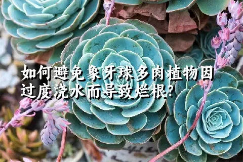 如何避免象牙球多肉植物因过度浇水而导致烂根？