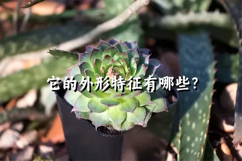 它的外形特征有哪些？