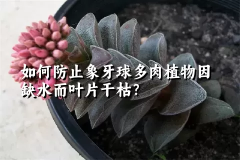 如何防止象牙球多肉植物因缺水而叶片干枯？