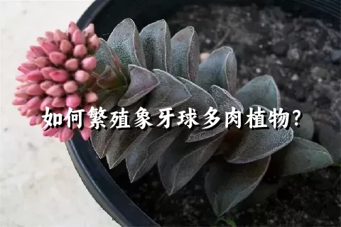 如何繁殖象牙球多肉植物？