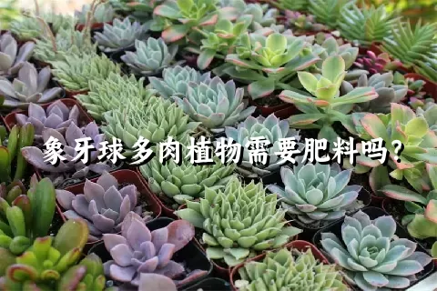 象牙球多肉植物需要肥料吗？