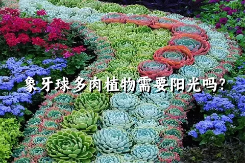 象牙球多肉植物需要阳光吗？