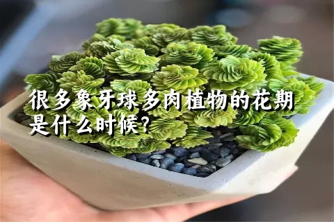 很多象牙球多肉植物的花期是什么时候？