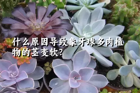 什么原因导致象牙球多肉植物的茎变软？