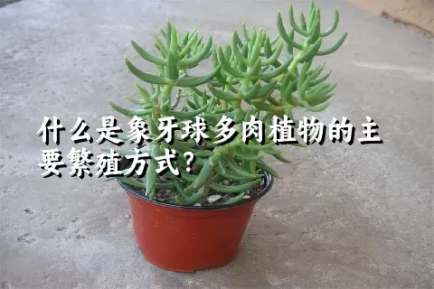 什么是象牙球多肉植物的主要繁殖方式？