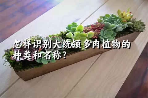 怎样识别大统领多肉植物的种类和名称？