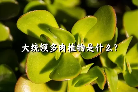 大统领多肉植物是什么？