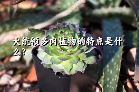 大统领多肉植物的特点是什么？