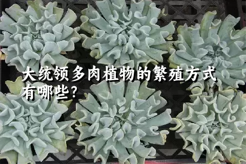 大统领多肉植物的繁殖方式有哪些？