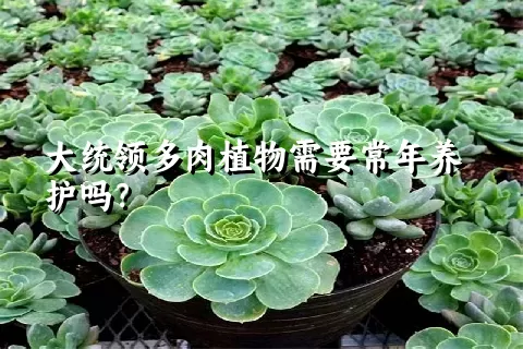 大统领多肉植物需要常年养护吗？