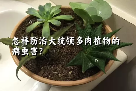 怎样防治大统领多肉植物的病虫害？