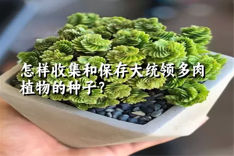 怎样收集和保存大统领多肉植物的种子？