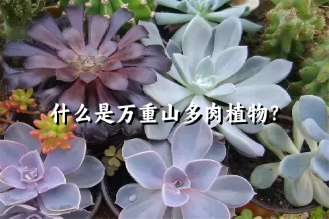 什么是万重山多肉植物？