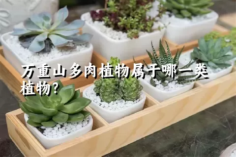 万重山多肉植物属于哪一类植物？