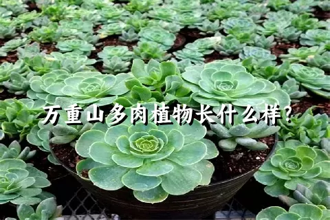 万重山多肉植物长什么样？