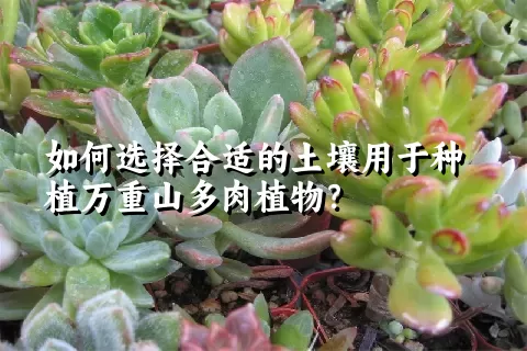 如何选择合适的土壤用于种植万重山多肉植物？