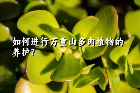 如何进行万重山多肉植物的养护？